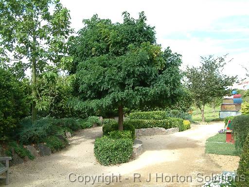 Robinia Mop top 